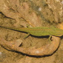 Lissotriton boscai (Lataste, 1879)Lissotriton boscai (Lataste, 1879)