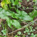 Arum italicum Mill.Arum italicum Mill.