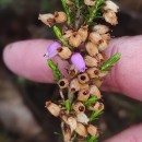 Erica cinerea L.Erica cinerea L.