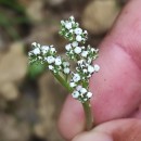 Corrigiola litoralis L.Corrigiola litoralis L.