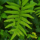 Polypodium cambricum L.Polypodium cambricum L.