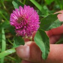 Trifolium pratense L.Trifolium pratense L.