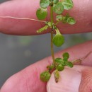 Callitriche stagnalis Scop.Callitriche stagnalis Scop.