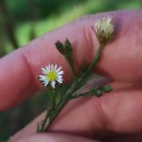 Symphyotrichum squamatum (Spreng.) G.L.NesomSymphyotrichum squamatum (Spreng.) G.L.Nesom