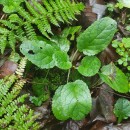 Scrophularia auriculata L.Scrophularia auriculata L.