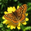 Euphydryas aurinia (Rottemburg, 1775)Euphydryas aurinia (Rottemburg, 1775)