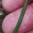 Narcissus triandrus L. subsp. triandrusNarcissus triandrus L. subsp. triandrus