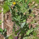 Sonchus asper (L.) HillSonchus asper (L.) Hill