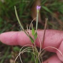 Epilobium tetragonum  L.Epilobium tetragonum  L.