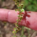 Rumex acetosa L. subsp. acetosaRumex acetosa L. subsp. acetosa