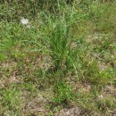 Cortaderia selloana (Schult. & Schult. fil) Asch. & Graebn.Cortaderia selloana (Schult. & Schult. fil) Asch. & Graebn.