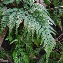 Asplenium onopteris L.Asplenium onopteris L.