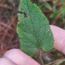 Teucrium scorodonia L.Teucrium scorodonia L.