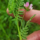 Ornithopus sativus Brot.Ornithopus sativus Brot.