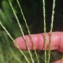 Digitaria sanguinalis (L.) Scop.Digitaria sanguinalis (L.) Scop.