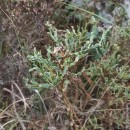 Genista tridentata L. subsp. cantabrica (Spach) NymanGenista tridentata L. subsp. cantabrica (Spach) Nyman