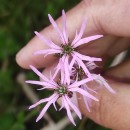 Silene flos-cuculi (L.) Greuter & BurdetSilene flos-cuculi (L.) Greuter & Burdet