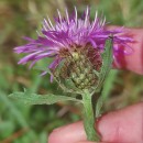 Centaurea corcubionensis M. LaínzCentaurea corcubionensis M. Laínz