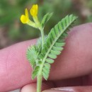 Ornithopus compressus L.Ornithopus compressus L.