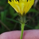 Picris hieracioides L.Picris hieracioides L.