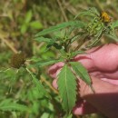 Bidens tripartita L.Bidens tripartita L.