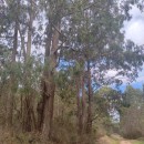 Eucalyptus macarthurii H. Deane & MaidenEucalyptus macarthurii H. Deane & Maiden