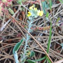Alyssum gallaecicum (S.Ortiz) Španiel, Marhold & LihováAlyssum gallaecicum (S.Ortiz) Španiel, Marhold & Lihová