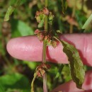 Rumex obtusifolius L.Rumex obtusifolius L.