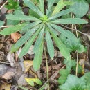 Euphorbia amygdaloides  L.Euphorbia amygdaloides L.