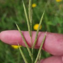Brachypodium pinnatum (L.) Beauv.Brachypodium pinnatum (L.) Beauv.