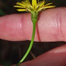 Hypochaeris radicata L.Hypochaeris radicata L.