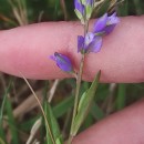 Polygala vulgaris L.Polygala vulgaris L.