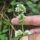 Mentha aquatica L.Mentha aquatica L.