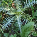 Galactites tomentosa MoenchGalactites tomentosa Moench