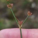 Juncus bulbosus L.Juncus bulbosus L.