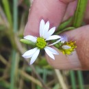Tripolium pannonicum (Jacq.) Dobrocz.Tripolium pannonicum (Jacq.) Dobrocz.