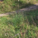 Cortaderia selloana (Schult. & Schult. fil) Asch. & Graebn.Cortaderia selloana (Schult. & Schult. fil) Asch. & Graebn.