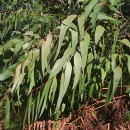 Eucalyptus nitens (H. Deane & Maiden) MaidenEucalyptus nitens (H. Deane & Maiden) Maiden