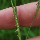 Glyceria fluitans (L.) R. Br.Glyceria fluitans (L.) R. Br.
