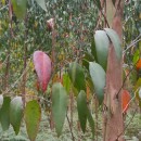 Eucalyptus nitens (H. Deane & Maiden) MaidenEucalyptus nitens (H. Deane & Maiden) Maiden
