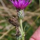 Cirsium palustre (L.) Coss. ex Scop.Cirsium palustre (L.) Coss. ex Scop.