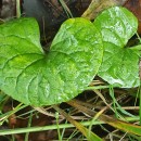 Viola palustris L.Viola palustris L.