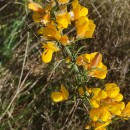 Ulex europaeus L. subsp. latebracteatus (Mariz) Rothm.Ulex europaeus L. subsp. latebracteatus (Mariz) Rothm.