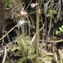 Pinguicula lusitanica L.Pinguicula lusitanica L.