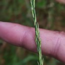 Molinia caerulea (L.) MoenchMolinia caerulea (L.) Moench