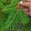 Pseudotsuga menziesii (Mirb.) FrancoPseudotsuga menziesii (Mirb.) Franco