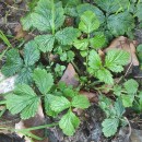 Geum urbanum L.Geum urbanum L.