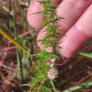 Cuscuta epithymum (L.) L.Cuscuta epithymum (L.) L.
