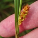 Carex laevigata Sm.Carex laevigata Sm.