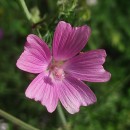 Malva tournefortiana L.Malva tournefortiana L.